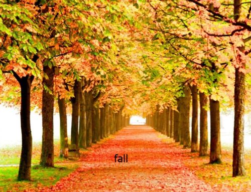 fall过去式过去分词