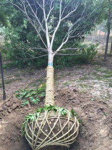 无患子的意思无患子的意思是什么