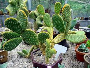 仙人掌的英文怎么读，仙人掌的英文复数