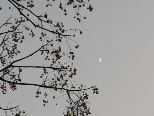 乌鹊南飞的乌鹊指什么，乌鹊南飞词类活用