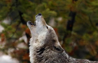 鹰视狼顾 旦夕不辍是什么意思?