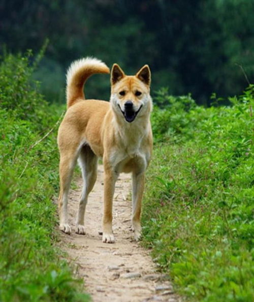 义犬救主，义犬翻译