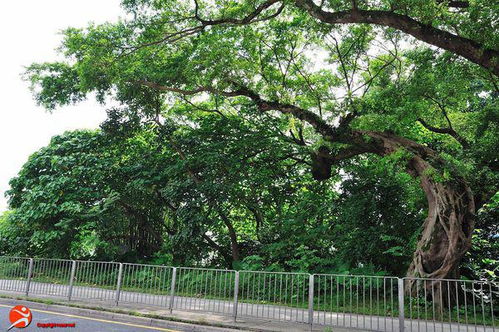 樊重树木翻译，樊重树木文言文翻译与答案