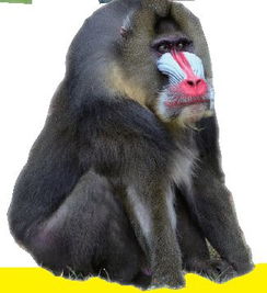 山鬼组一字,上下结构,读什么?