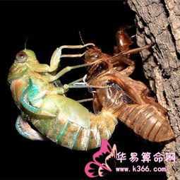 已婚女人梦见金蝉脱壳，梦见金蝉脱壳自己捡到