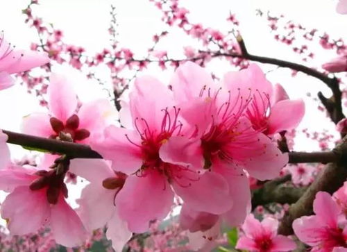 关于桃花的成语或典故有哪些?