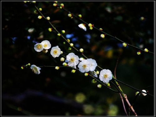 何方可化身千亿,一树梅花一放翁.怎么理解?