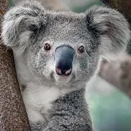 树袋熊图片简笔画，树袋熊图片大全大图