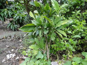 描写植物好词好句好段