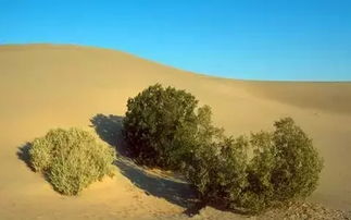 风沙土的基本特征，风沙土的改良以什么为主