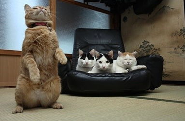 趾高气昂的反义词_趾高气昂的近义词_趾高气昂的词语解释