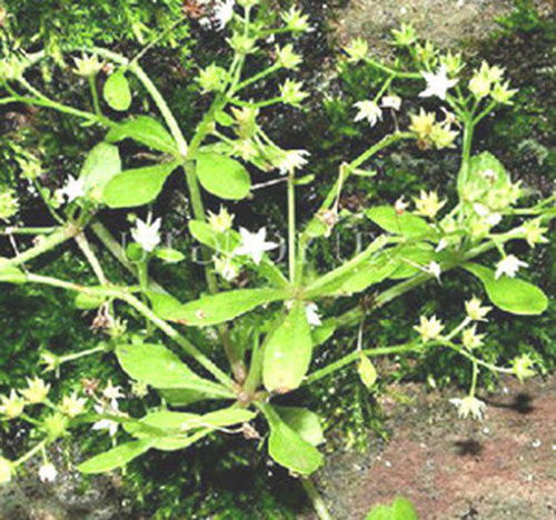 崖松的图片，崖柏手串怎么盘