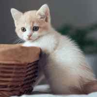 梦见别人向我借表