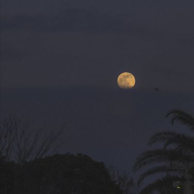 我本将心向明月,奈何明月照沟渠全诗