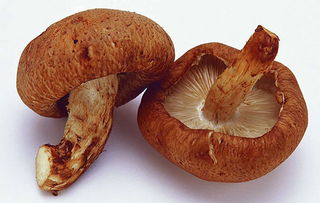 冬菇是什么菜，冬菇长什么样