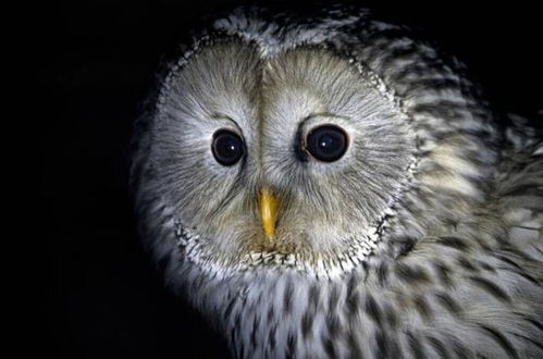 什么是姑获鸟吸食人的精气