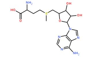 腺苷蛋氨酸和丁二磺酸腺苷蛋氨酸的区别，腺苷蛋氨酸能降胆红素吗