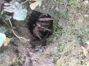 蟛蜞怎么读粤语，尐尗怎么读拼音