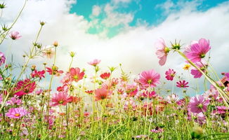 春天的特点英语，春天的特点两个字(两个)