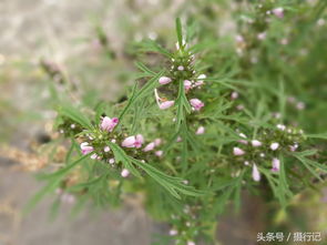 茺蔚子怎么读，茺蔚