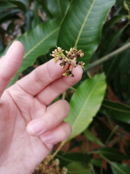 杧果是芒果吗，杧果长什么样子图片