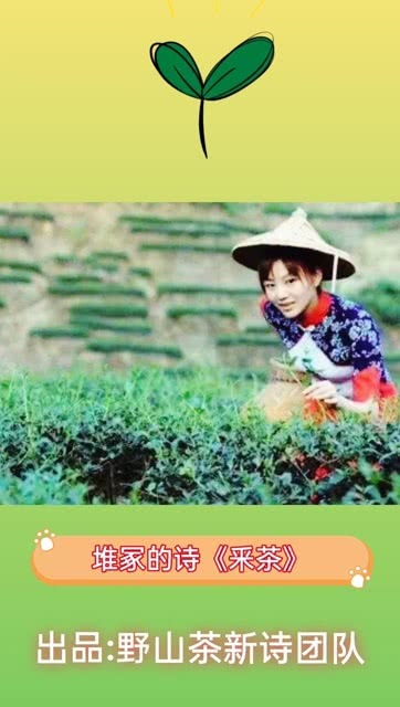 秋天采茶的诗句，采茶的诗句背景图手抄报图片