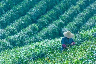 采茶的诗有哪些???