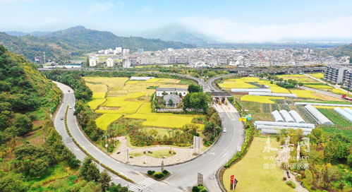 枫林镇镇长，枫林镇有多少人口