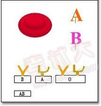 血液的凝集和凝固的区别