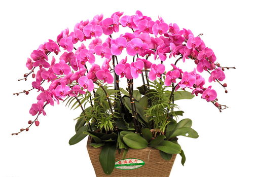 胡蝶兰如何种养，胡蝶兰如何繁殖