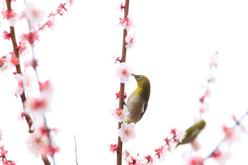 乔的意思和含义是什么，天高云淡的意思