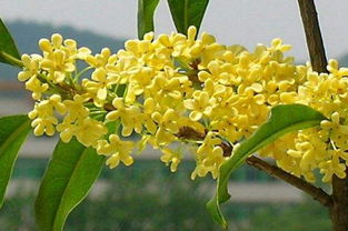 如何写桂花的作文300字，写桂花的作文300字三年级下册