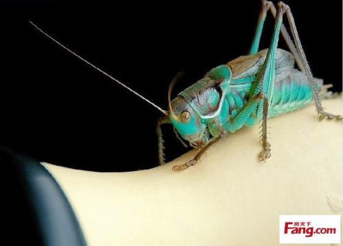 介绍一种昆虫作文300字，介绍一种昆虫100字