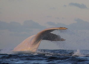 米伽罗书包怎么样