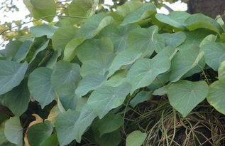 头花千金藤的功效与作用，千金藤的功效与作用用量