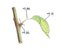 叶柄是什么意思