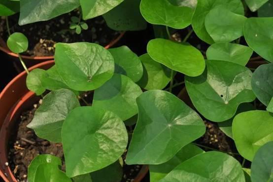 千金藤长什么样有什么作用?