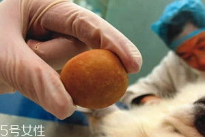 咸菜狗宝是什么东西啊，狗宝多少钱一克2023