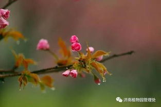 风情是什么意思?