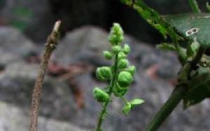 属毛离里是什么意思，属毛离里的逐字解释