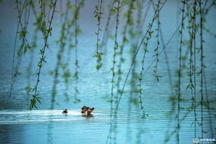 杨柳绿千里春风暖万家黄莺鸣翠柳紫燕剪春风，杨柳绿千里后面的诗句是什么