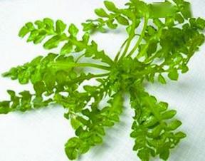 荠菜的读音荠菜的读音是什么