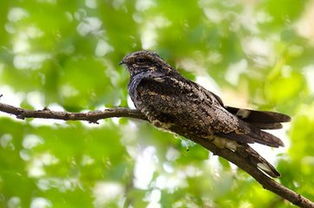 鬼鸟图片，鬼鸟叫的声音