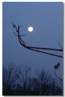 月上枝头花满楼,望月思乡快白头什么意思