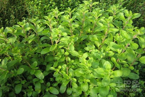 牛至的功效和作用