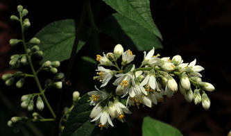 溲疏图片，溲疏花期