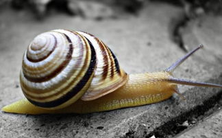 腹足纲动物有哪些?