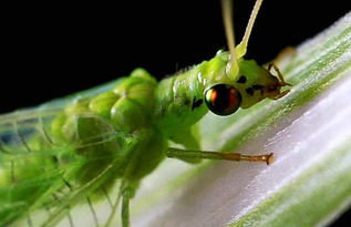 有哪些昆虫图片，益虫有哪些昆虫