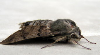 《昆虫记》每一个昆虫的介绍是什么?