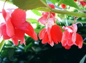 凤仙花作文100字，凤仙花作文450字